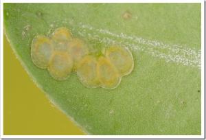 eggs of the box tree moth  (Cydalima perspectalis)