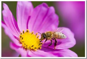 Spring single daisy flower and bee