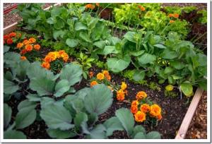Garden plot with raised bed