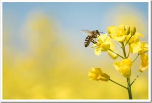 Honey Bee collecting pollen on yellow rape flower against blue sky