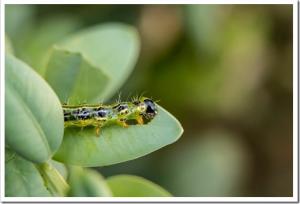 Cydalima perspectalis as the biggest pest for buxus.