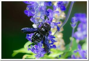 Macro of a violet carpenter bee (xylocopa violacea) collecting nectar