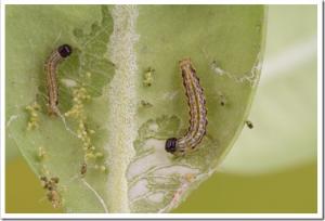 young larva of the box tree moth  (Cydalima perspectalis)