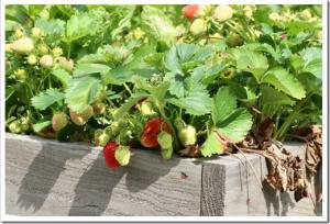 Red and Green Strawberries Growing on Wooden Framed Raised Bed in the Sun in a Community Allotment