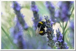Bumblebee on the lavender flower, blurred background, beautiful bokeh. Bumblebee on lavender flower. 