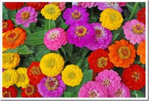 clip_image006[4]