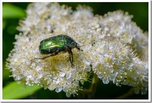 Beetle rose chafer collects nectar on rowan flowers