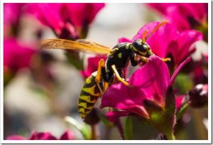 the evil wasp sitting on a pink flower